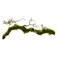 Esmeralda verde musgo revestido rama encantado bosque detalle png