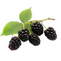Sweet and Juicy Blackberry Branches Ready for Snacking png