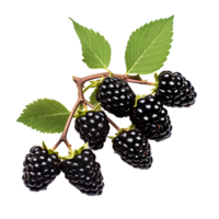 Mouthwatering Blackberry Branches Ripe and Ready to Savor png