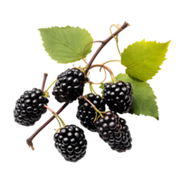 Delectable Blackberry Harvest Perfectly Cut and Plump png