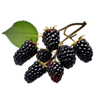 Sweet Blackberry Clusters Ready for Snacking png