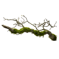 encantado musgo coberto ramo natural beleza revelado png