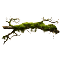 Tranquil Moss Adorned Limb Natural Elegance Cut Out png