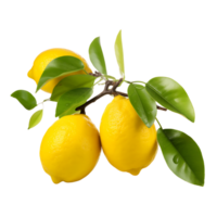 Citrusy Lemon Branch Bursting with Tangy Flavor Cut Out png