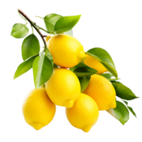 Flavorful Lemon Branch Bursting with Zest Cut Out png