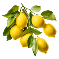 mogen citron- skörda vibrerande citrus- skära ut png