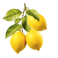 Luscious Lemon Branch Refreshing Citrus Treat Unveiled png