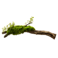 Lush Moss Covered Tree Branch Serene Forest Detail png