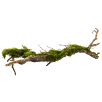 Serene Moss Covered Tree Limb Tranquility Cut Out png