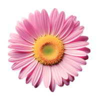 single Pink daisy png