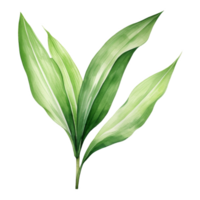 Aspidistra Leaf, Tropical Leaf Illustration. Watercolor Style. png