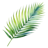 Areca-Palm Leaf, Tropical Leaf Illustration. Watercolor Style. png