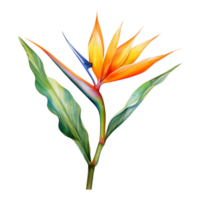 vogel van paradijs, tropisch bloem illustratie. waterverf stijl. png