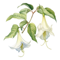 Angel's Trumpet, Tropical Flower Illustration. Watercolor Style. png