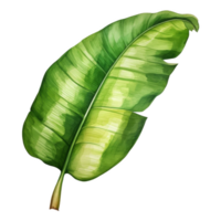 Banana Leaf, Tropical Leaf Illustration. Watercolor Style. png