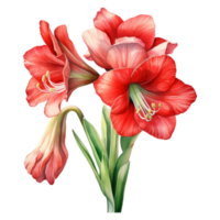 amaryllis, tropical fleur illustration. aquarelle style. png