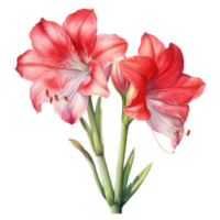 amaryllis, tropical fleur illustration. aquarelle style. png