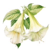 Angel's Trumpet, Tropical Flower Illustration. Watercolor Style. png