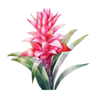 Bromeliads, Tropical Flower Illustration. Watercolor Style. png