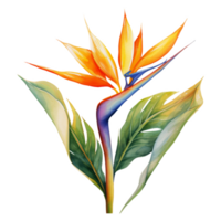 Bird of Paradise, Tropical Flower Illustration. Watercolor Style. png