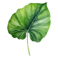 alocasia blad, tropisch blad illustratie. waterverf stijl. png