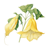 Angel's Trumpet, Tropical Flower Illustration. Watercolor Style. png