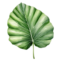 alocasia foglia, tropicale foglia illustrazione. acquerello stile. png