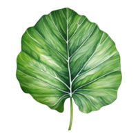 Alocasia Leaf, Tropical Leaf Illustration. Watercolor Style. png