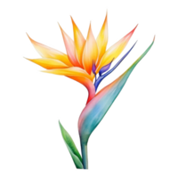 Bird of Paradise, Tropical Flower Illustration. Watercolor Style. png