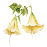 Angel's Trumpet, Tropical Flower Illustration. Watercolor Style. png