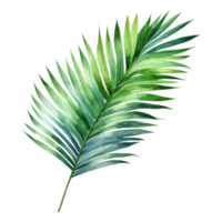 Areca-Palm Leaf, Tropical Leaf Illustration. Watercolor Style. png