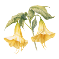 Angel's Trumpet, Tropical Flower Illustration. Watercolor Style. png