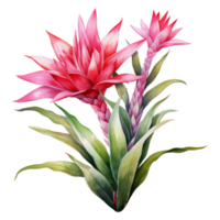 Bromeliads, Tropical Flower Illustration. Watercolor Style. png