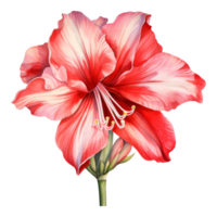 Amaryllis, Tropical Flower Illustration. Watercolor Style. png