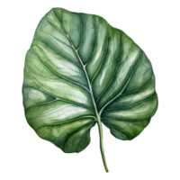 alocasia blad, tropisk blad illustration. vattenfärg stil. png