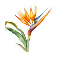 Bird of Paradise, Tropical Flower Illustration. Watercolor Style. png