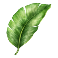 banan blad, tropisk blad illustration. vattenfärg stil. png