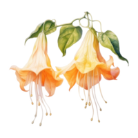 Angel's Trumpet, Tropical Flower Illustration. Watercolor Style. png