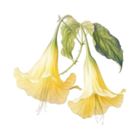 Angel's Trumpet, Tropical Flower Illustration. Watercolor Style. png