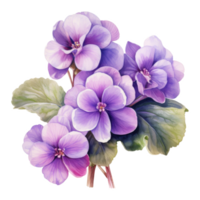 afrikanisch violett, tropisch Blume Illustration. Aquarell Stil. png