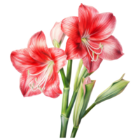 amaryllis, tropical fleur illustration. aquarelle style. png