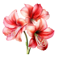 Amaryllis, Tropical Flower Illustration. Watercolor Style. png