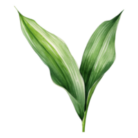 Aspidistra Leaf, Tropical Leaf Illustration. Watercolor Style. png