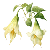 Angel's Trumpet, Tropical Flower Illustration. Watercolor Style. png