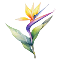 Bird of Paradise, Tropical Flower Illustration. Watercolor Style. png