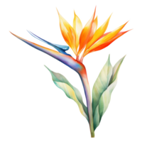 Bird of Paradise, Tropical Flower Illustration. Watercolor Style. png