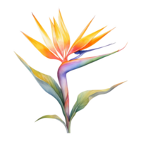 Bird of Paradise, Tropical Flower Illustration. Watercolor Style. png