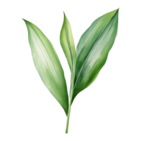 Aspidistra Leaf, Tropical Leaf Illustration. Watercolor Style. png