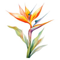 Bird of Paradise, Tropical Flower Illustration. Watercolor Style. png