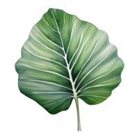 alocasia blad, tropisk blad illustration. vattenfärg stil. png